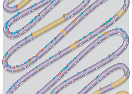 Un grupo de científicos logra crear un cromosoma sintético de la levadura